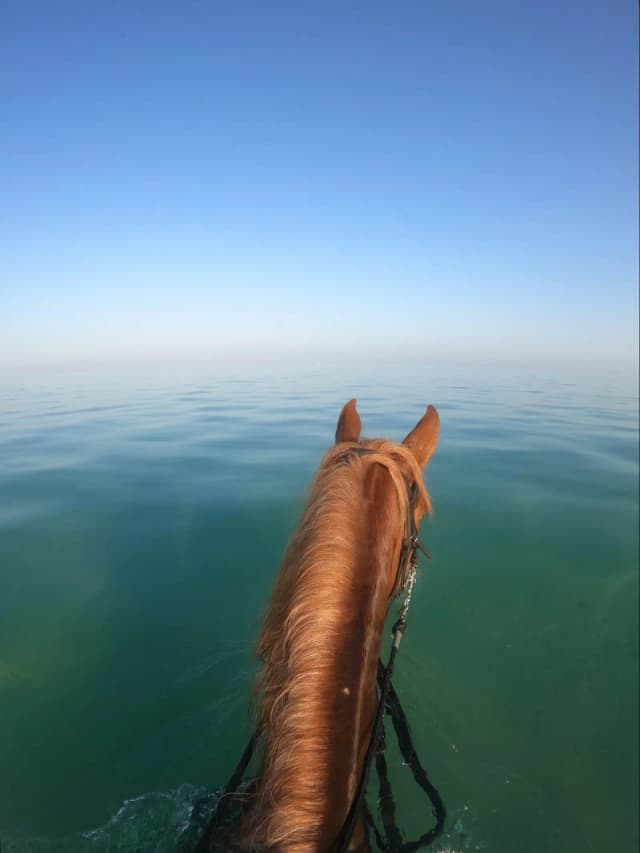 HorseBack Riding